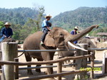 We started out watching the elephant show.  They did all sorts of tricks, even dancing!
