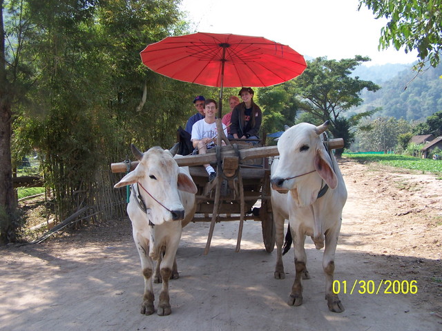 After the elephants, we all rode an ox cart to the area where we had lunch.