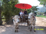 After the elephants, we all rode an ox cart to the area where we had lunch.