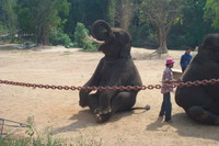 Highlight for Album: Kim's Elephant Trip in Thailand