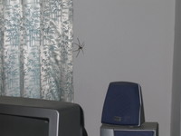 Highlight for Album: Spider!
